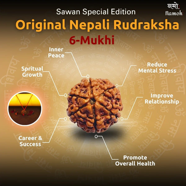 Nepali Original 6 Mukhi Rudraksha Mala