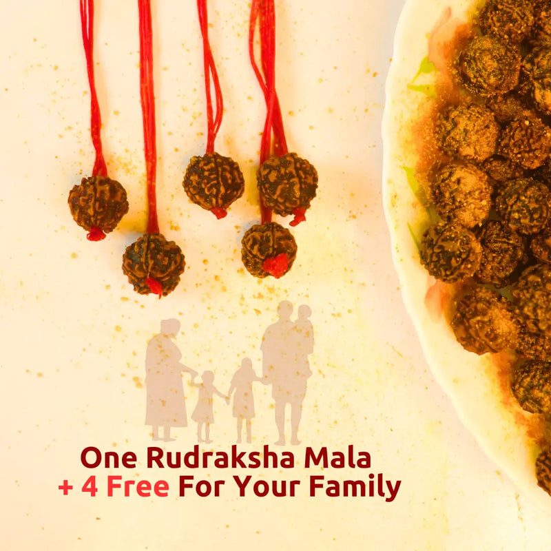 Original Nepali Himalaya Rudraksha Mala - For health, Money, and Attraction